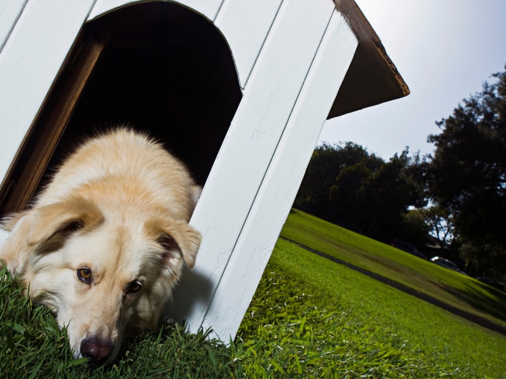 5 ok, hogy CSAK hőszigetelt kutyaházat válassz