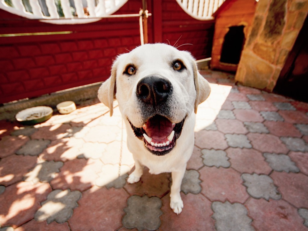 Hogyan válasszak kutyaházat? 9 fontos szempont + hasznos tanács