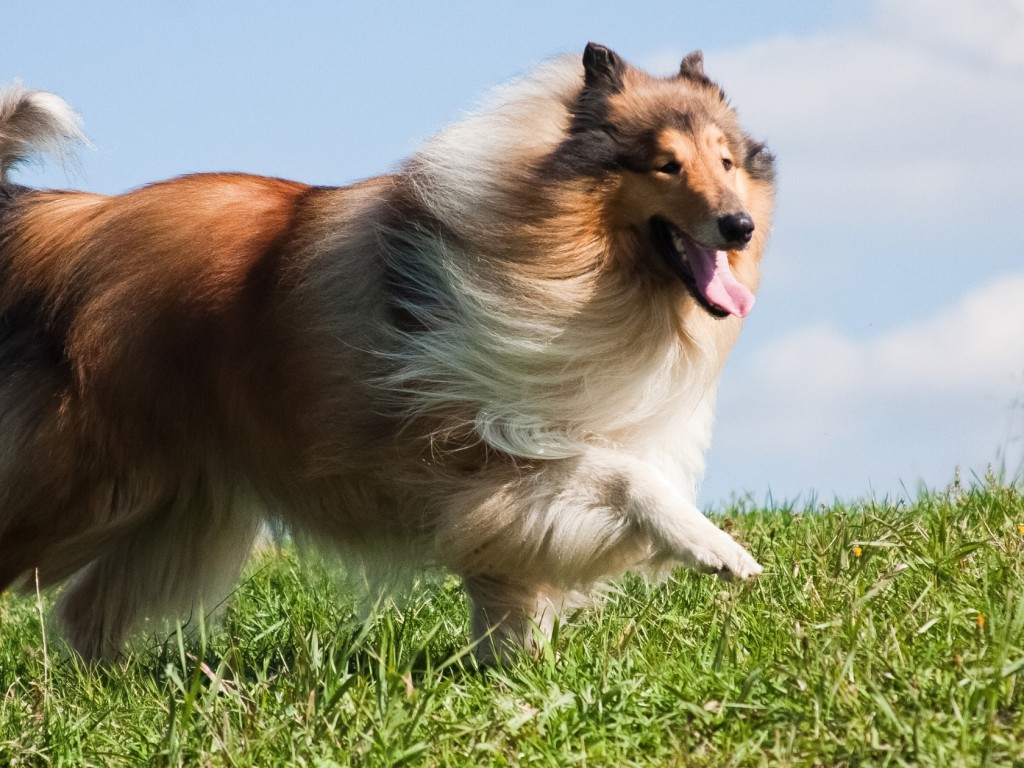 Top 3 Számel hőszigetelt kutyaház hosszú szőrű kutyáknak
