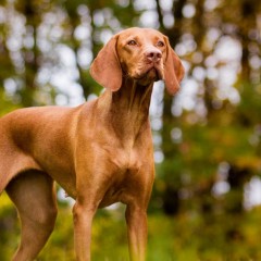 Magyar Vizsla