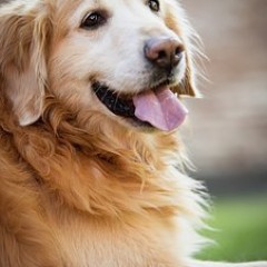Golden retriever