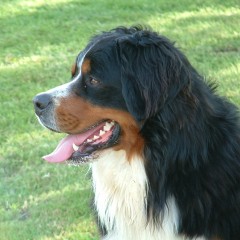 Berni pásztorkutya