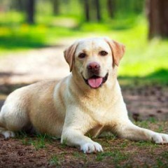 Labrador retriever