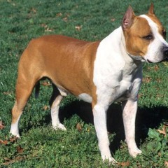 Amerikai Staford terier