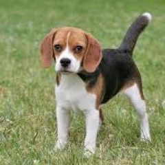 Beagle