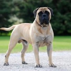 Bullmasztiff