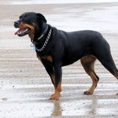 Rottweiler