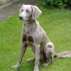 Weimari vizsla